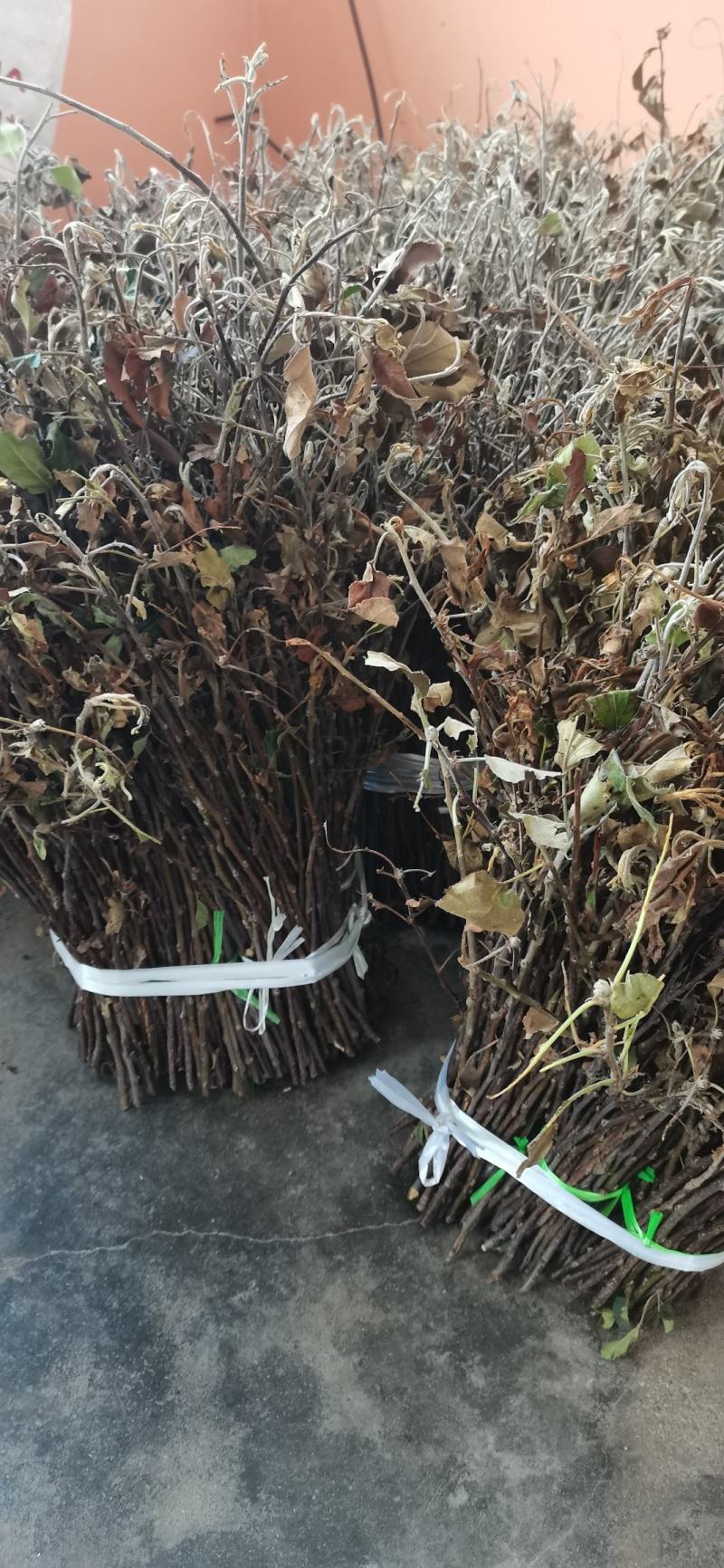 大量现货金蝉卵枝苹果卵枝金蝉种苗量大优惠