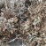 大量现货金蝉卵枝苹果卵枝金蝉种苗量大优惠