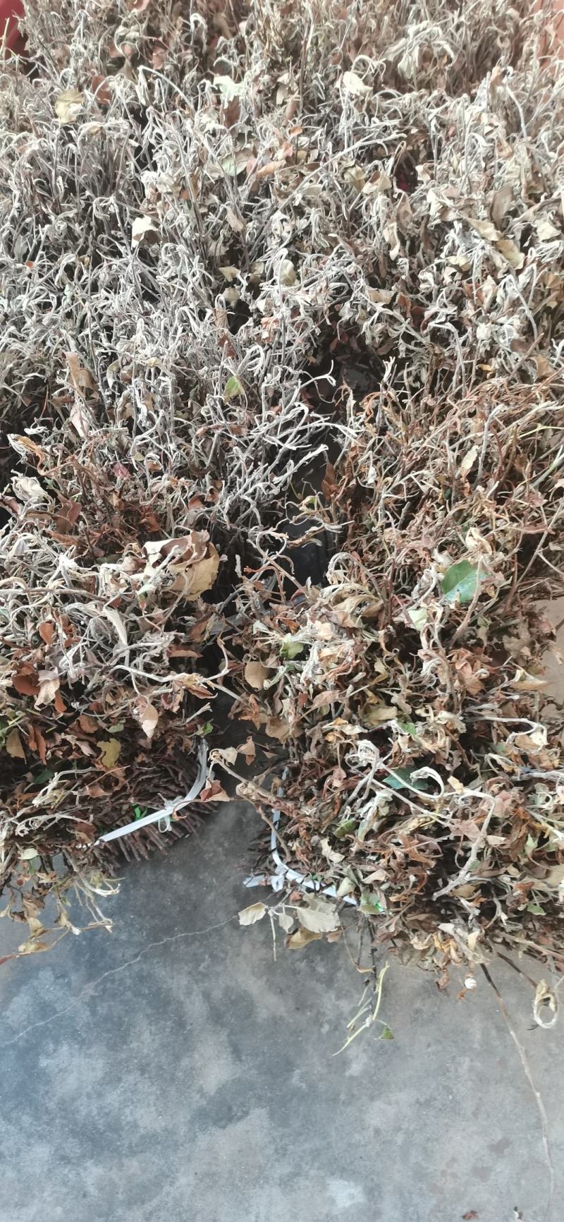 大量现货金蝉卵枝苹果卵枝金蝉种苗量大优惠