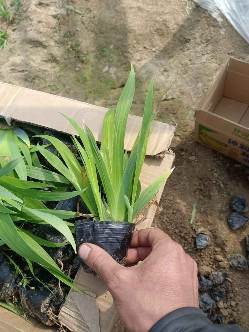 【推荐】鸢尾，老鸢尾，蓝花鸢尾。带盆发货，欢迎来电