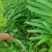 余甘果实生苗可嫁接牛甘子苗甜橄榄原生苗大量有苗