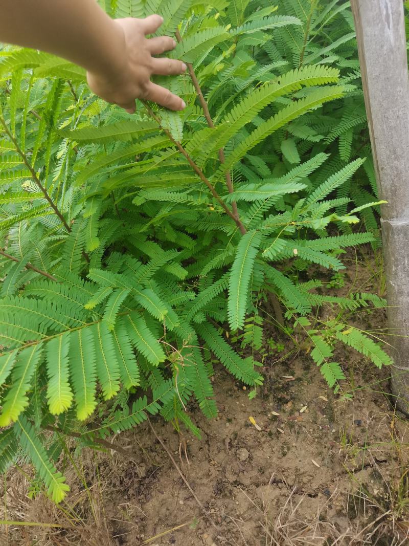 余甘果实生苗可嫁接牛甘子苗甜橄榄原生苗大量有苗