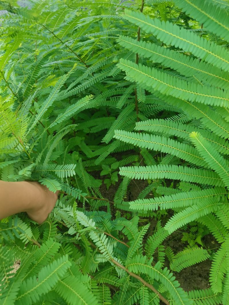 余甘果实生苗可嫁接牛甘子苗甜橄榄原生苗大量有苗