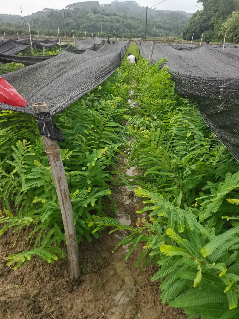 余甘果实生苗可嫁接牛甘子苗甜橄榄原生苗大量有苗