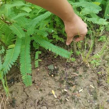 余甘果实生苗可嫁接牛甘子苗甜橄榄原生苗大量有苗