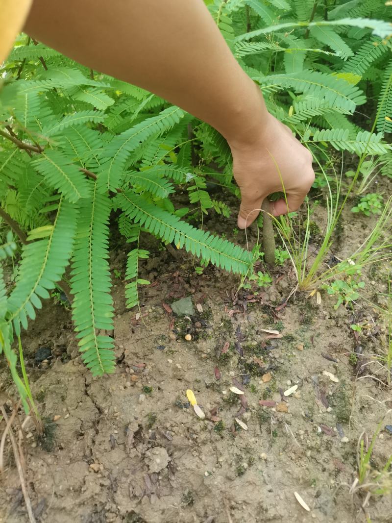 余甘果实生苗可嫁接牛甘子苗甜橄榄原生苗大量有苗