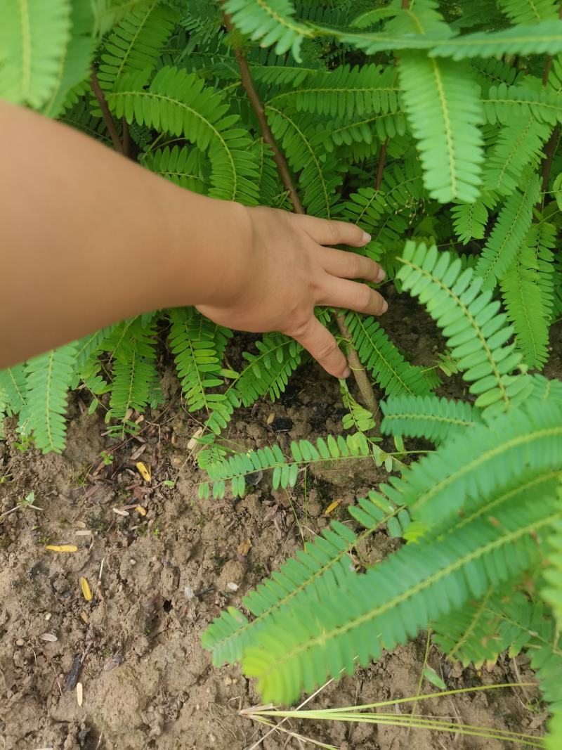 余甘果实生苗可嫁接牛甘子苗甜橄榄原生苗大量有苗