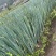 大葱，长白大葱，钢葱，西昌大葱