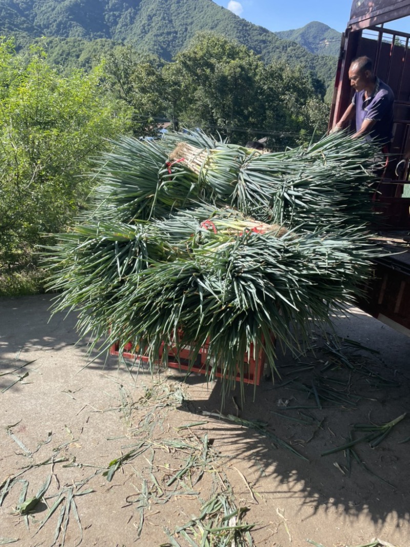 大葱，长白大葱，钢葱，西昌大葱