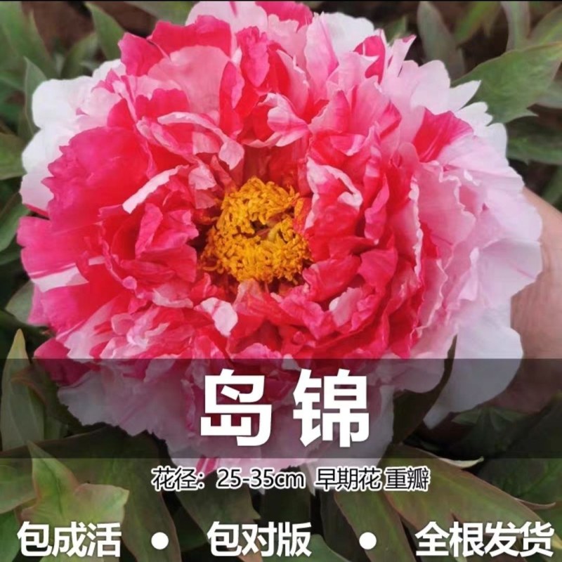 洛阳正宗牡丹花苗盆栽大花牡丹花种球缠枝大苗重瓣花卉牡丹花