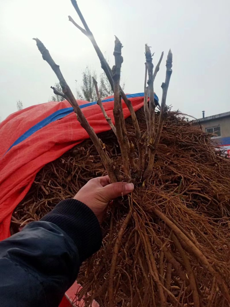 洛阳正宗牡丹花苗盆栽大花牡丹花种球缠枝大苗重瓣花卉牡丹花