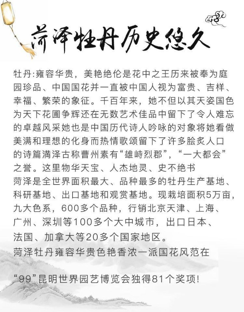 洛阳正宗牡丹花苗盆栽大花牡丹花种球缠枝大苗重瓣花卉牡丹花