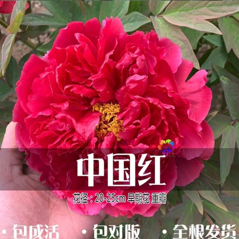 洛阳正宗牡丹花苗盆栽大花牡丹花种球缠枝大苗重瓣花卉牡丹花