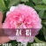 洛阳正宗牡丹花苗盆栽大花牡丹花种球缠枝大苗重瓣花卉牡丹花
