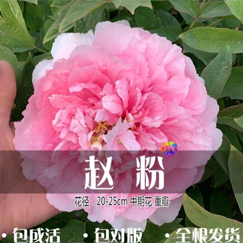 洛阳正宗牡丹花苗盆栽大花牡丹花种球缠枝大苗重瓣花卉牡丹花