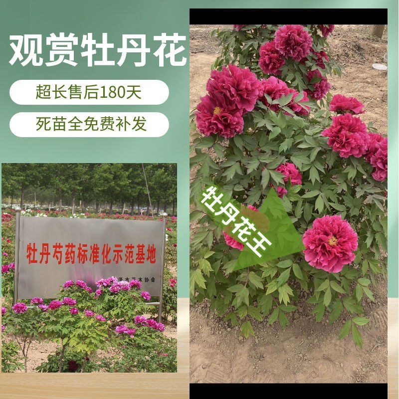洛阳正宗牡丹花苗盆栽大花牡丹花种球缠枝大苗重瓣花卉牡丹花