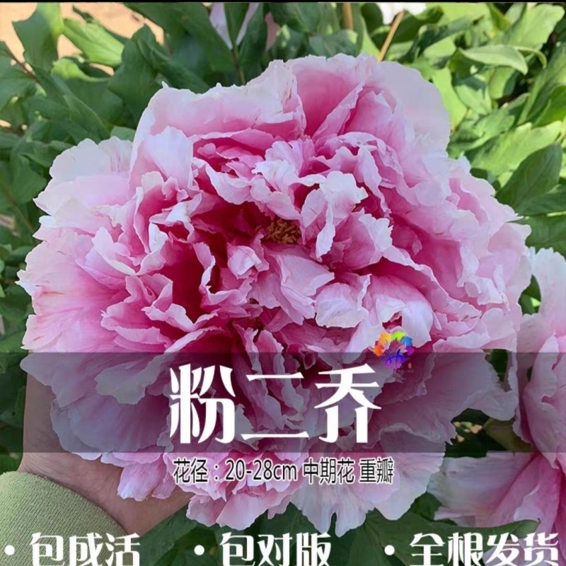 洛阳正宗牡丹花苗盆栽大花牡丹花种球缠枝大苗重瓣花卉牡丹花