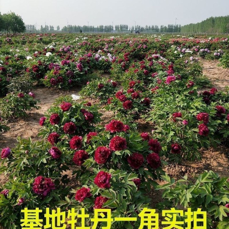 洛阳正宗牡丹花苗盆栽大花牡丹花种球缠枝大苗重瓣花卉牡丹花