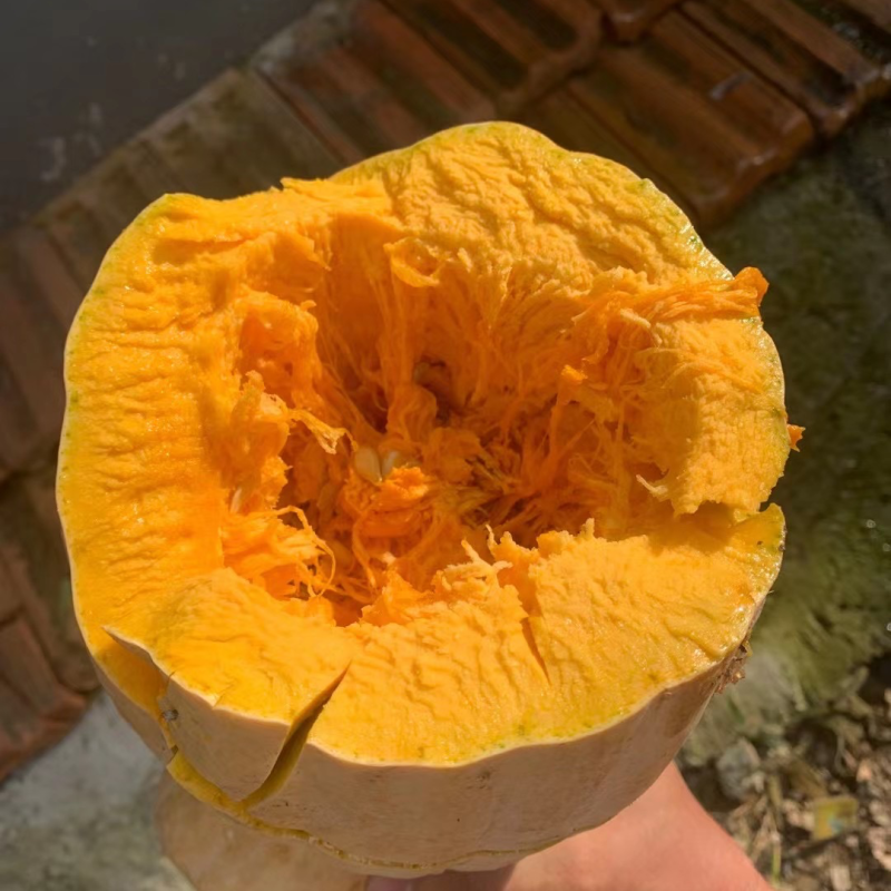 本地老南瓜大量上市，蜜本南瓜产地直发一手货源，可视屏看货