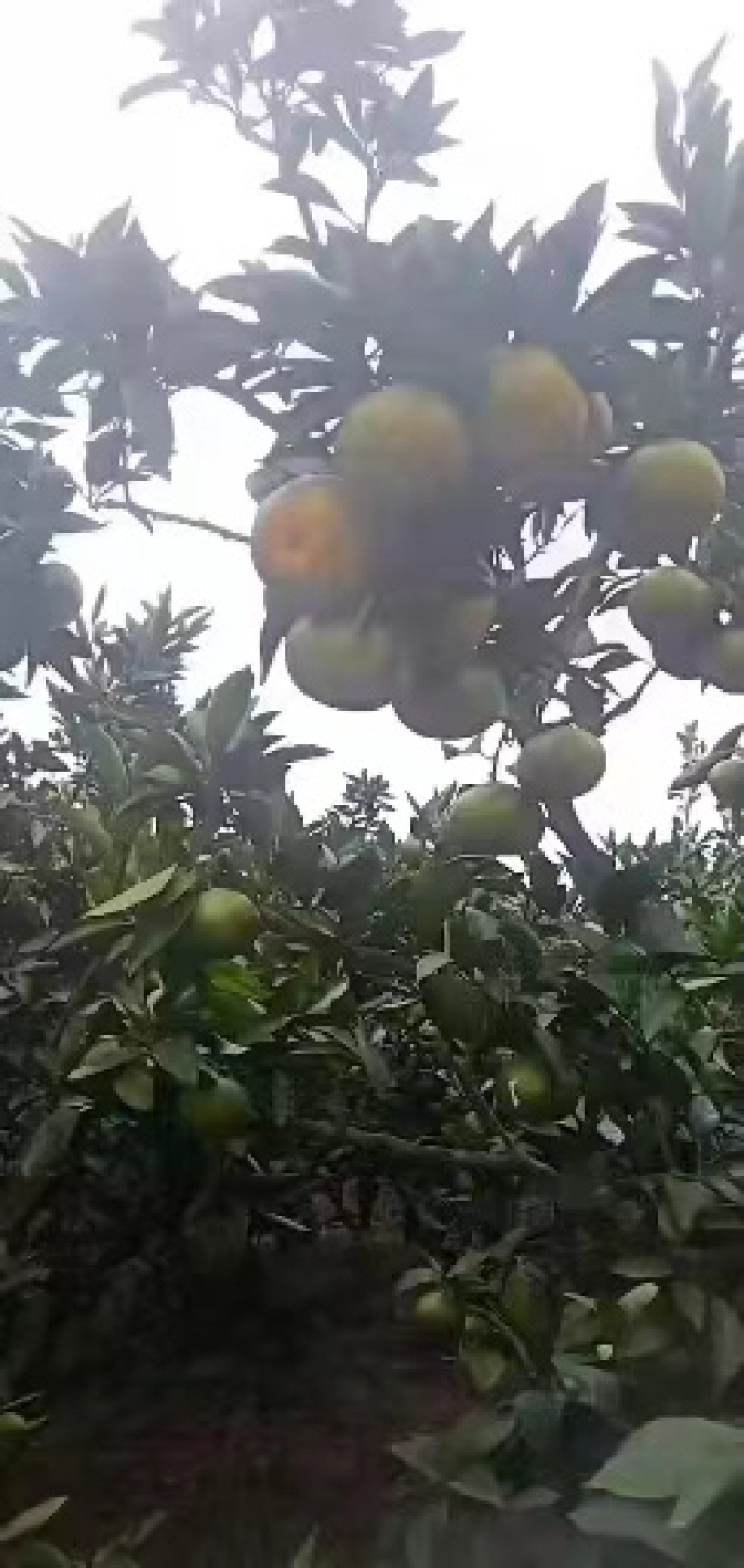 四川蜜橘特早蜜橘资阳蜜橘对接电市场商超等品质保证