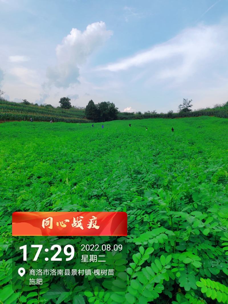 刺槐苗