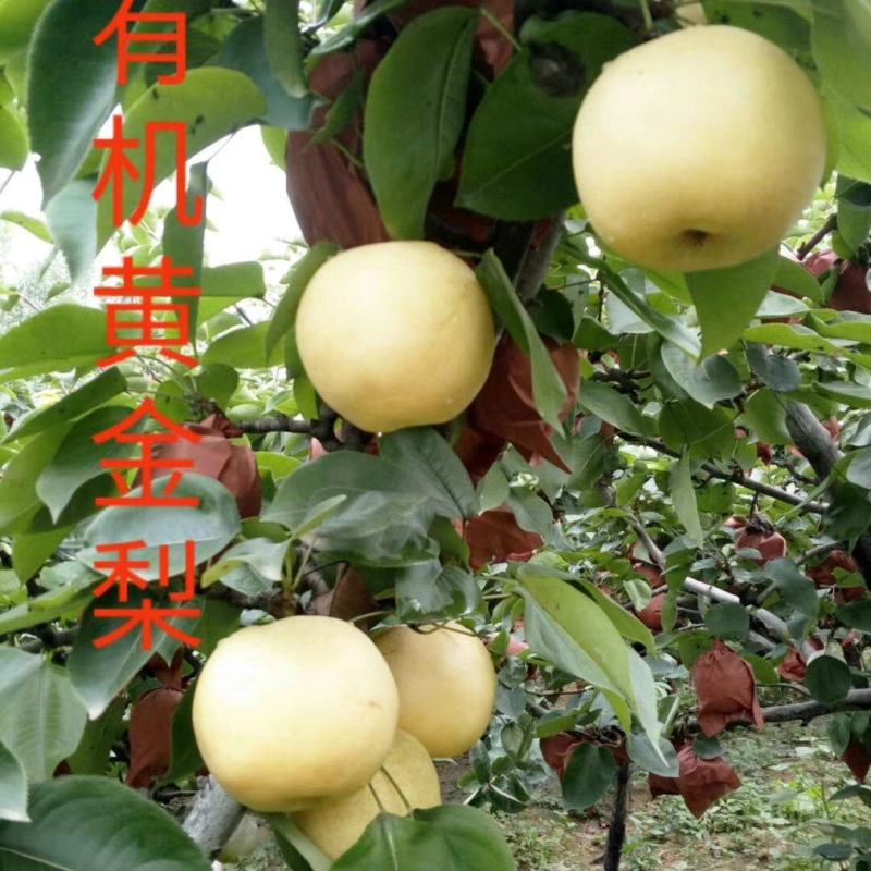 河南南阳万亩种植黄金梨基地大量上市货源充足