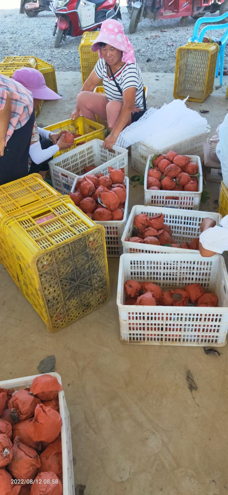河南南阳万亩种植黄金梨基地大量上市货源充足
