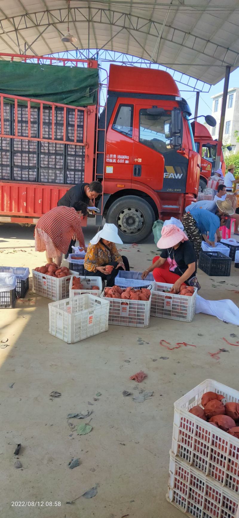 河南南阳万亩种植黄金梨基地大量上市货源充足