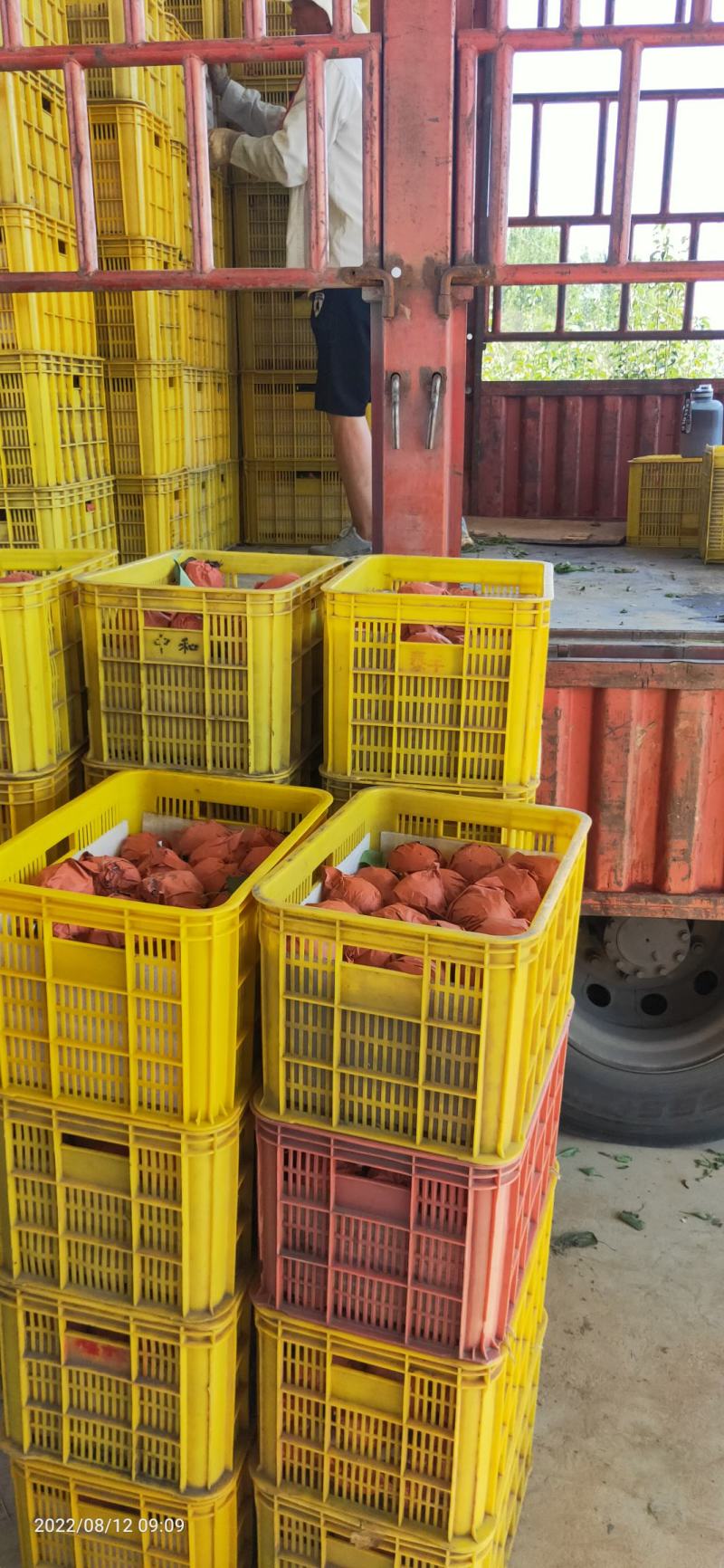 河南南阳万亩种植黄金梨基地大量上市货源充足