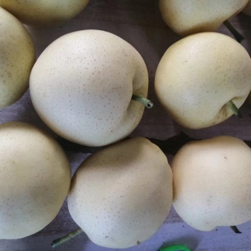 河南南阳万亩种植黄金梨基地大量上市货源充足