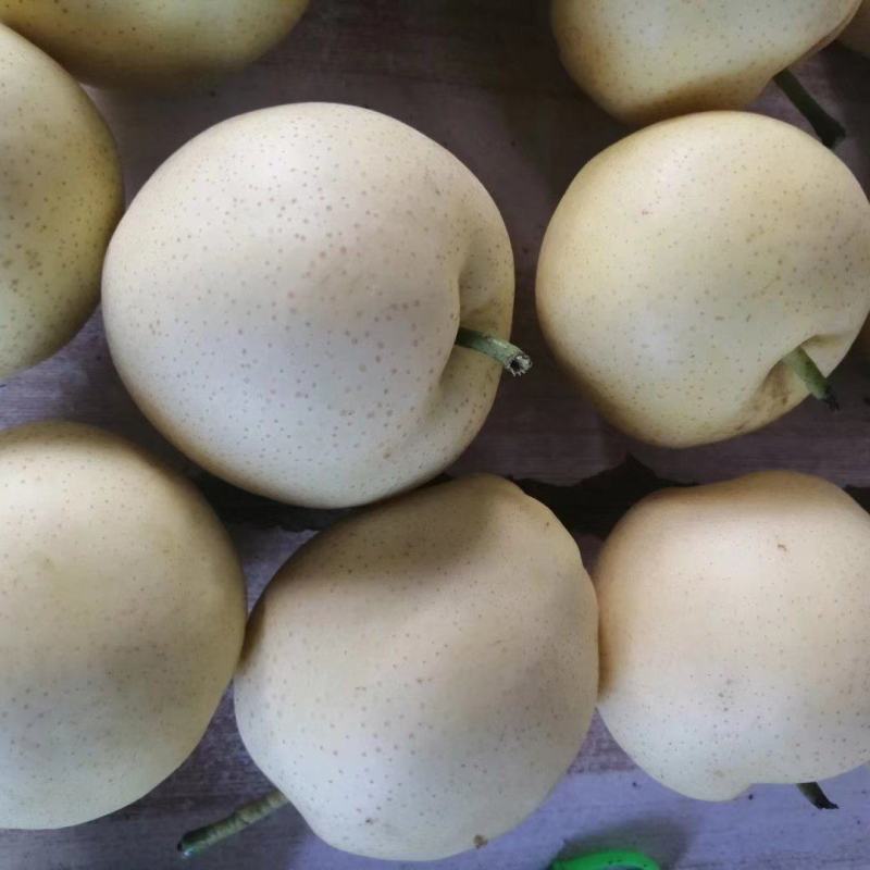 河南南阳万亩种植黄金梨基地大量上市货源充足