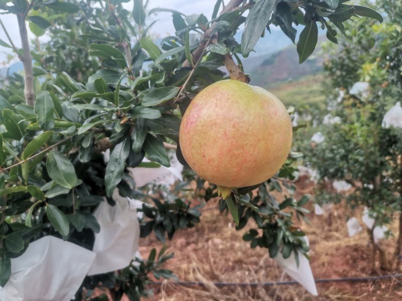 会理市突尼斯软籽石榴
