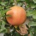 会理市突尼斯软籽石榴