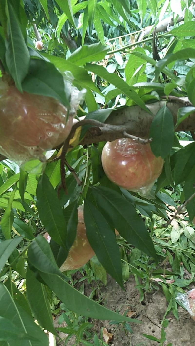 山西省运城市芮城县的高山大甜桃热卖中