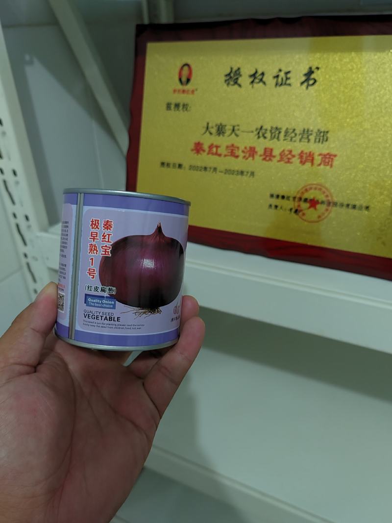 洋葱种子供应中