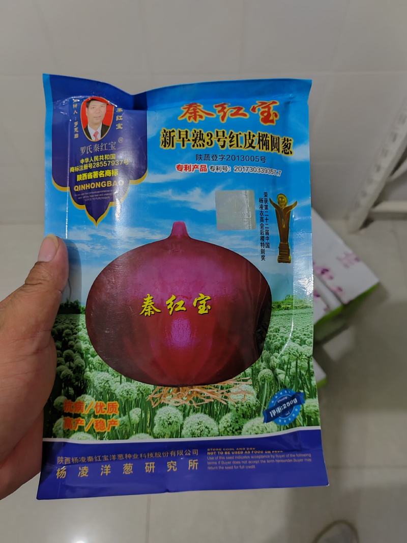 洋葱种子供应中