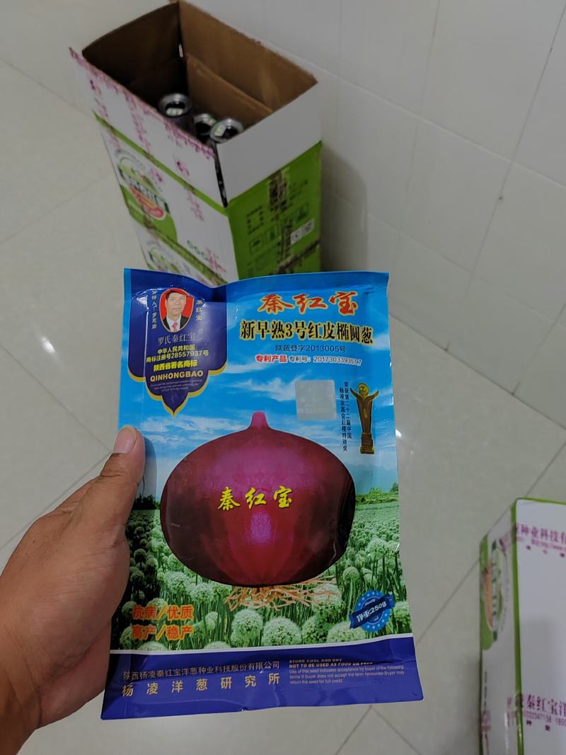 洋葱种子供应中