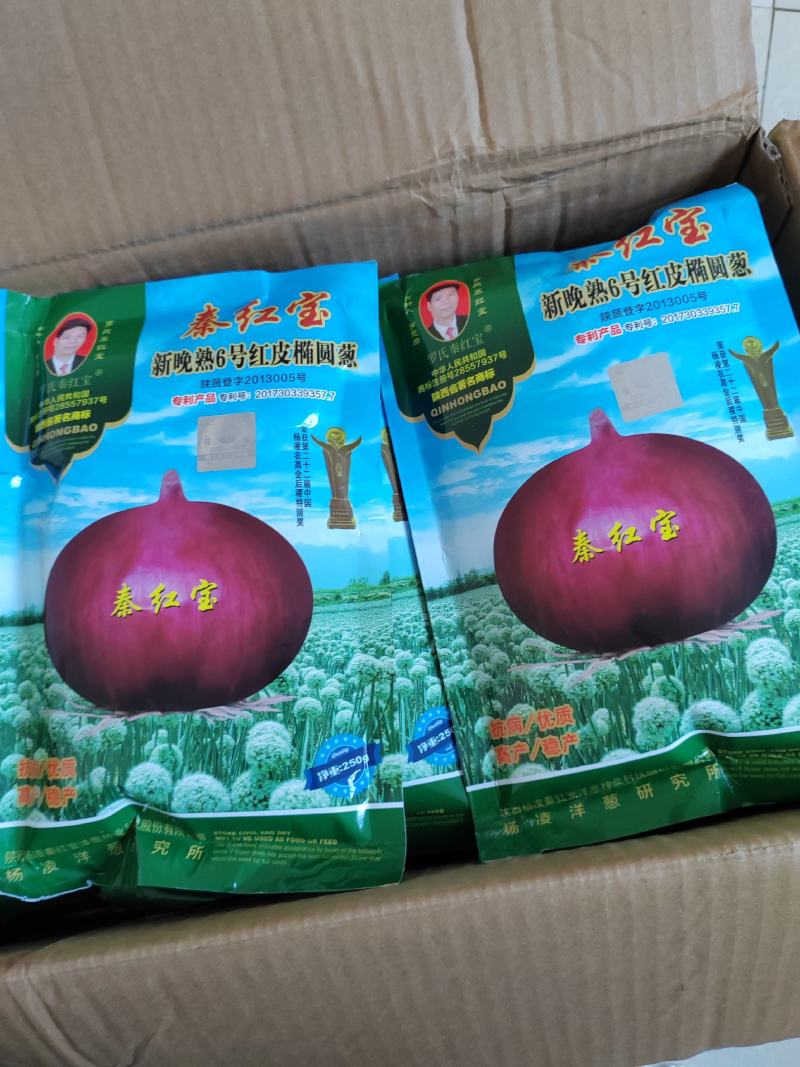 洋葱种子供应中