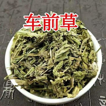 内蒙草原车前草野生泡茶中药材猪耳朵草新鲜晾晒清热去火牛舌