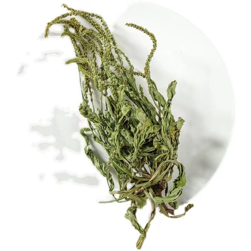 内蒙草原车前草野生泡茶中药材猪耳朵草新鲜晾晒清热去火牛舌