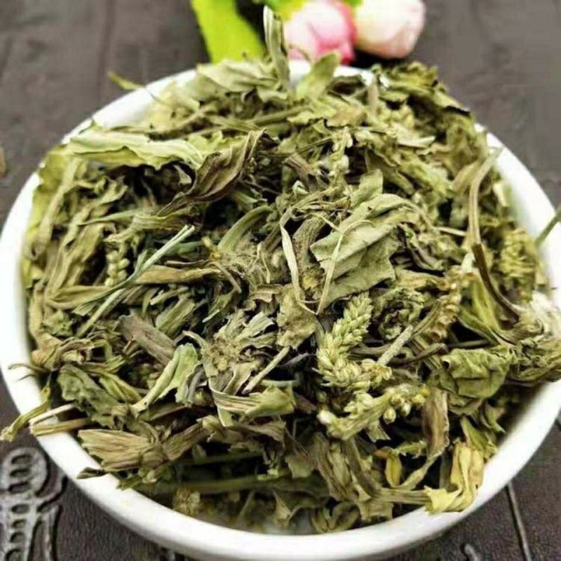 内蒙草原车前草野生泡茶中药材猪耳朵草新鲜晾晒清热去火牛舌