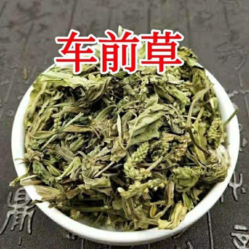 内蒙草原车前草野生泡茶中药材猪耳朵草新鲜晾晒清热去火牛舌