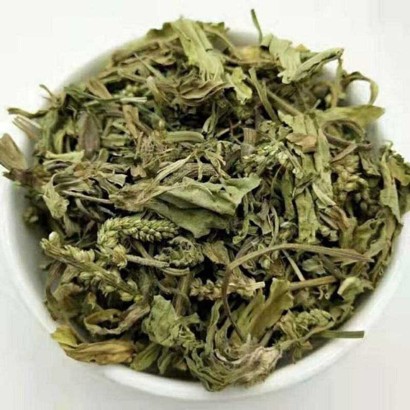 内蒙草原车前草野生泡茶中药材猪耳朵草新鲜晾晒清热去火牛舌