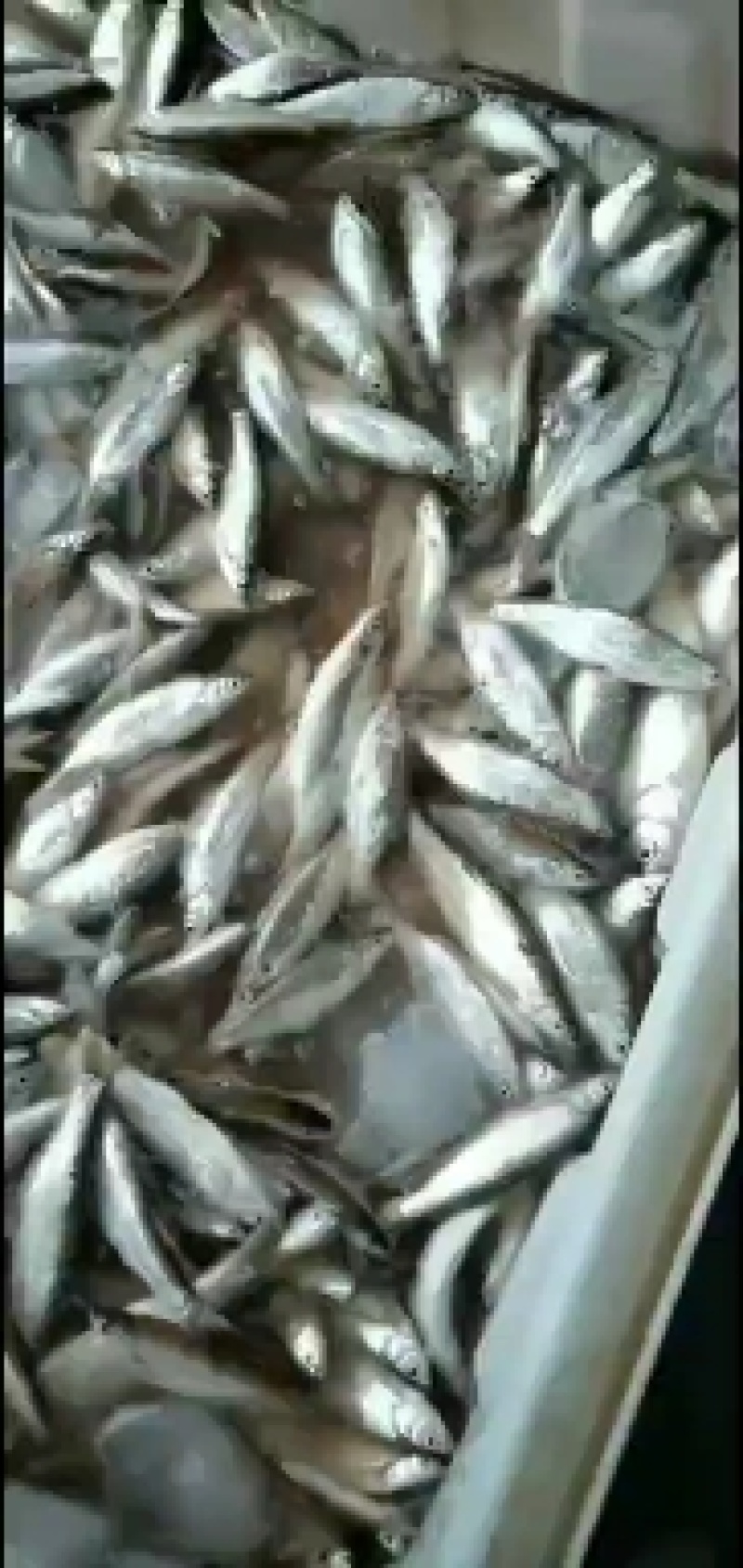 白条鱼大量出售