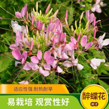 醉蝶花种子四季播开花易种室内阳台盆栽室外庭院花籽蜜源花卉