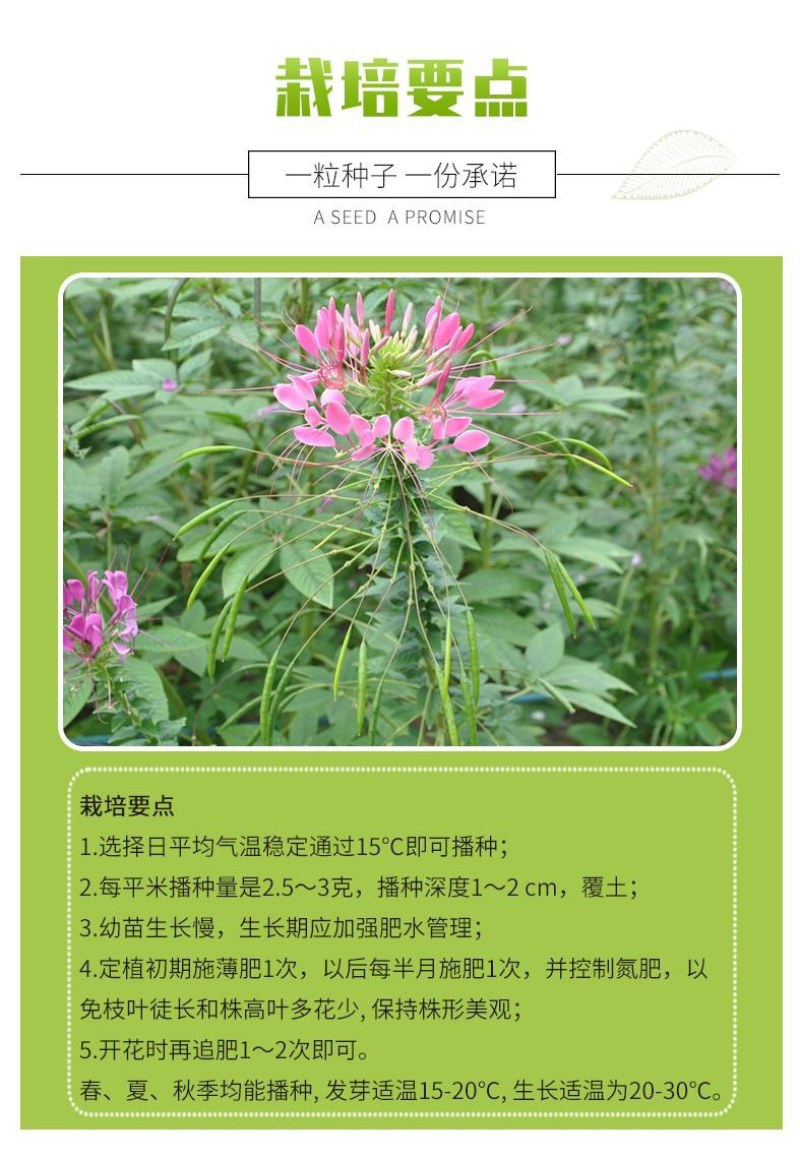 醉蝶花种子四季播开花易种室内阳台盆栽室外庭院花籽蜜源花卉