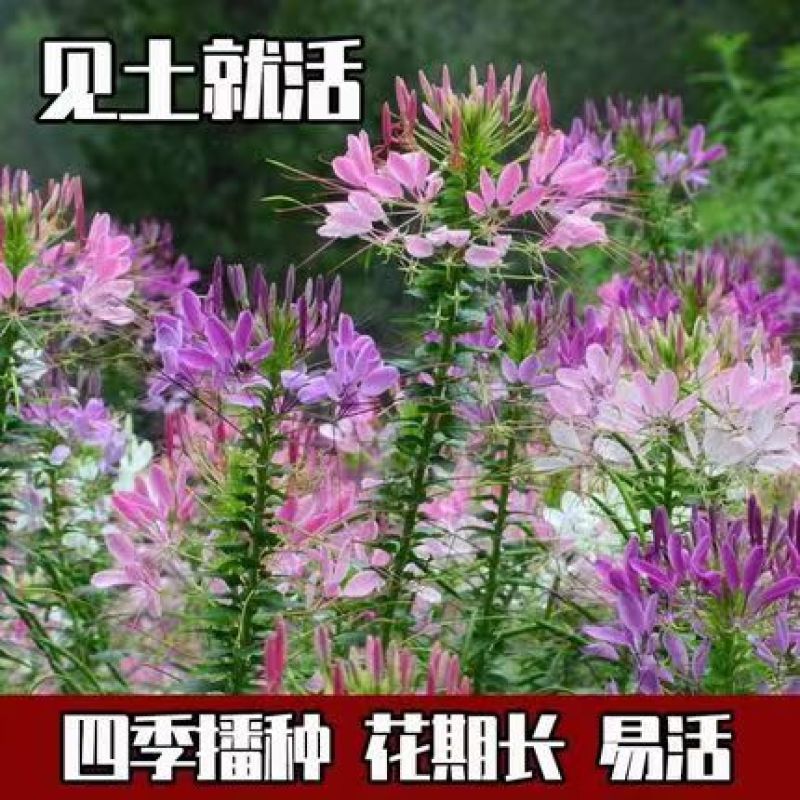 醉蝶花种子四季播开花易种室内阳台盆栽室外庭院花籽蜜源花卉