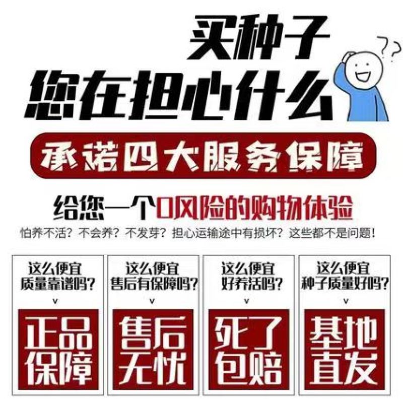 醉蝶花种子四季播开花易种室内阳台盆栽室外庭院花籽蜜源花卉
