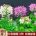 醉蝶花种子四季播开花易种室内阳台盆栽室外庭院花籽蜜源花卉