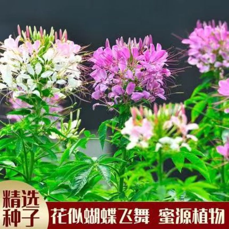 醉蝶花种子四季播开花易种室内阳台盆栽室外庭院花籽蜜源花卉